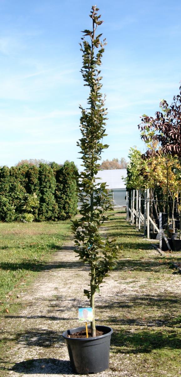 arbusti di alberi ornamentali